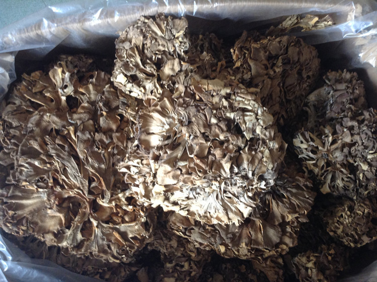 2020年新货 大量供应 灰树花 干灰树花