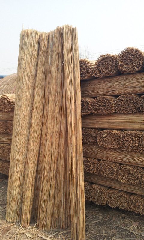 厂家直销天然芦苇 编织苇箔 防潮保温 特价苇箔 白洋淀苇箔