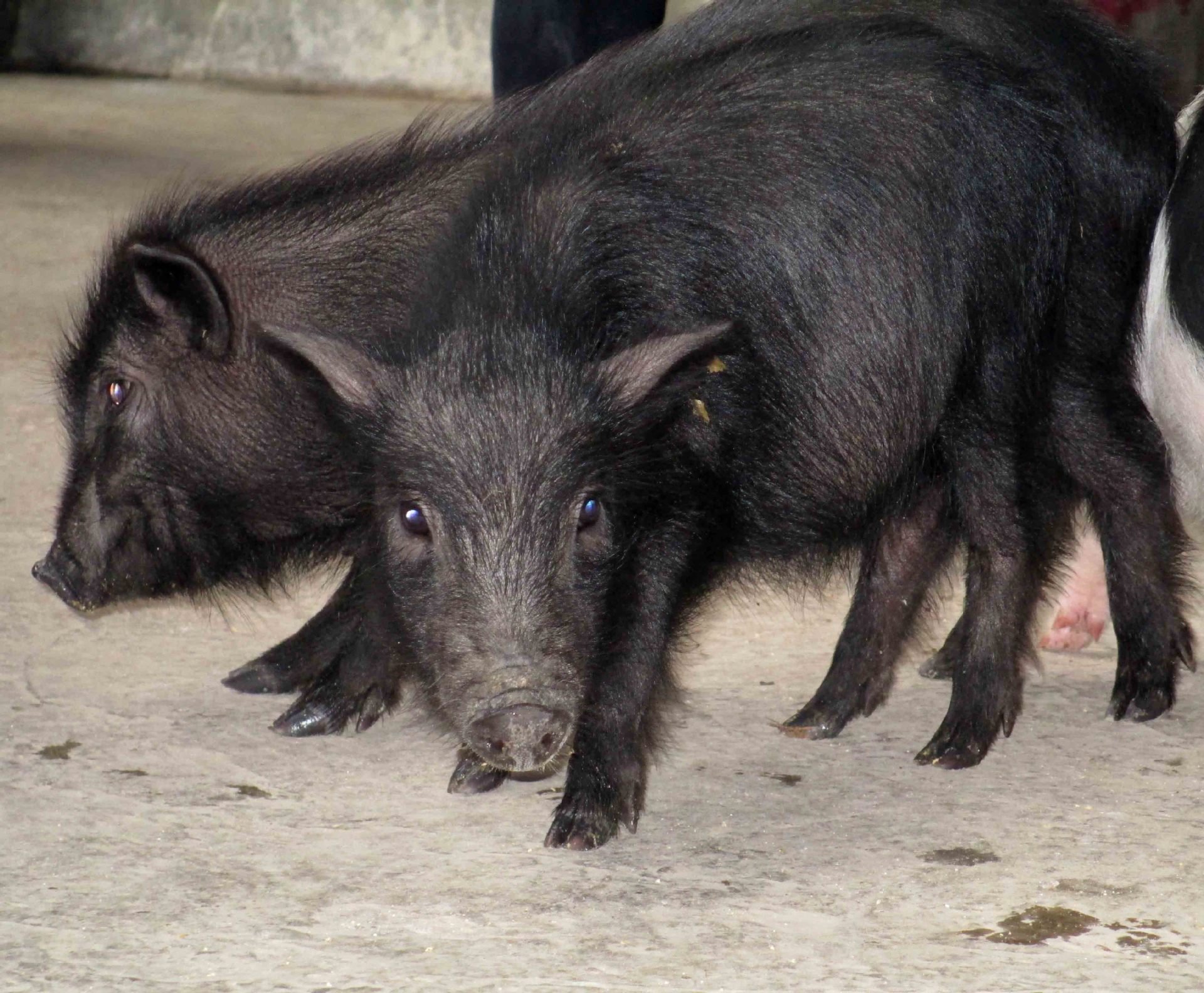 瓮安县云茂法香猪养殖有限责任公司