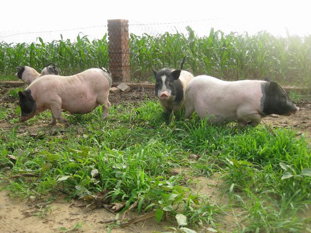 大量供应适合农村致富项目的生态养殖巴马小香猪 猪肉多少钱
