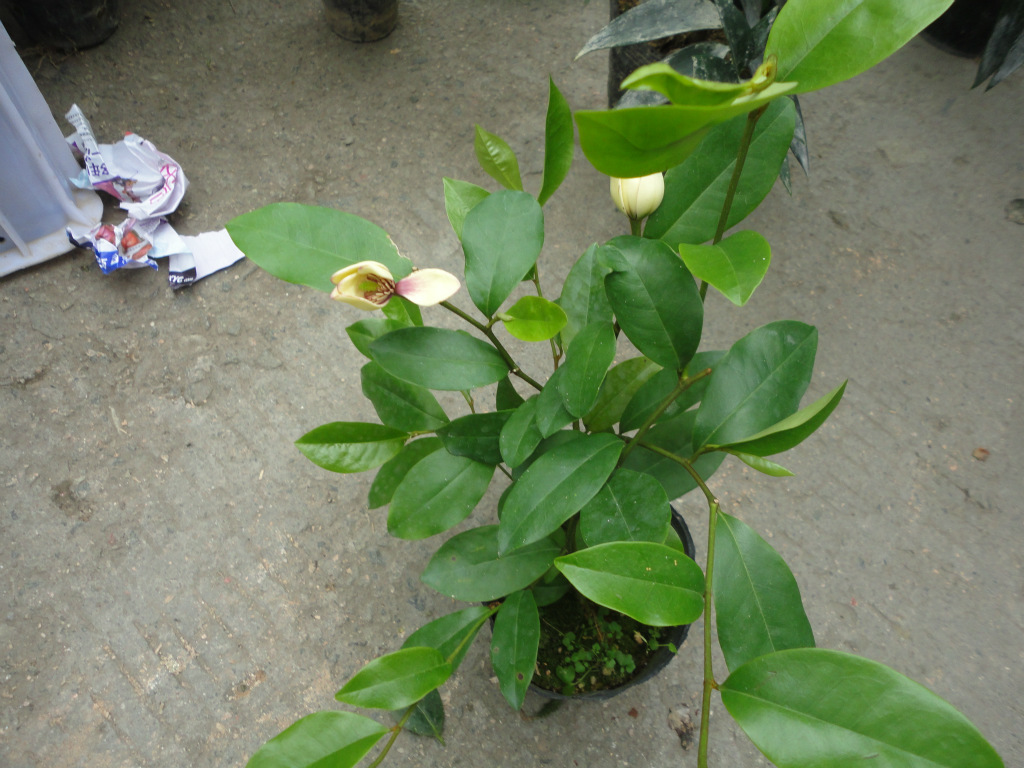 盆栽含笑花直销