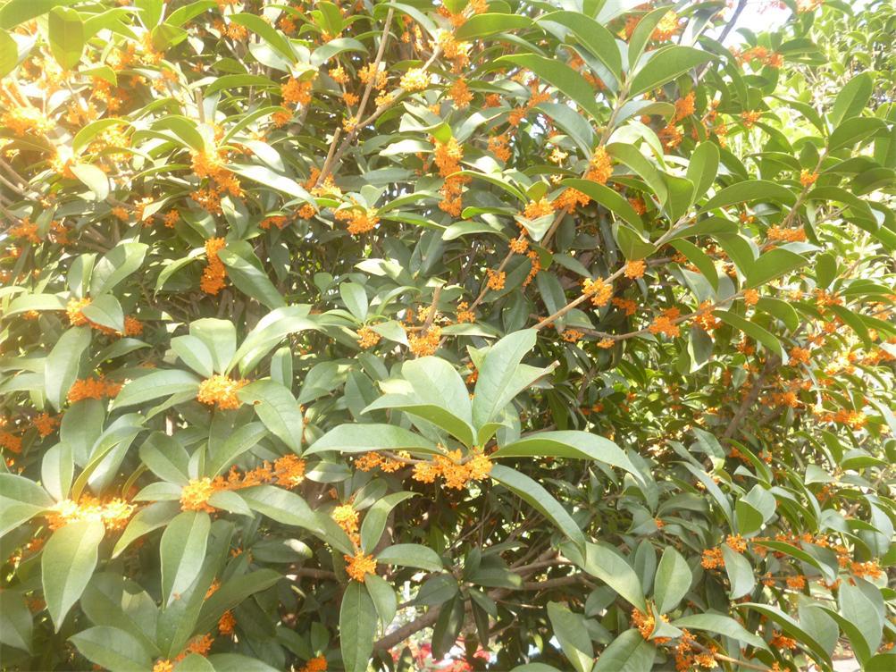 湖北苗木花卉优质桂花树 扦插桂花 丹桂30-50公分高批发包邮价格