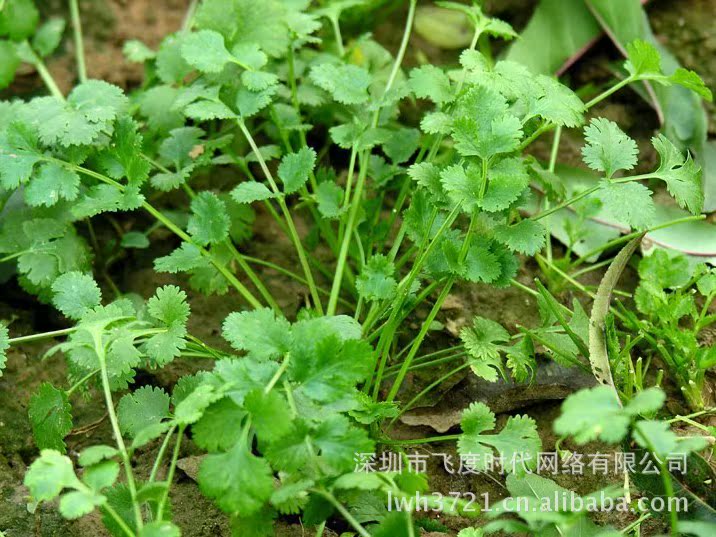 我要发芽 蔬菜种子 四季香菜 芜荽 胡菜 香