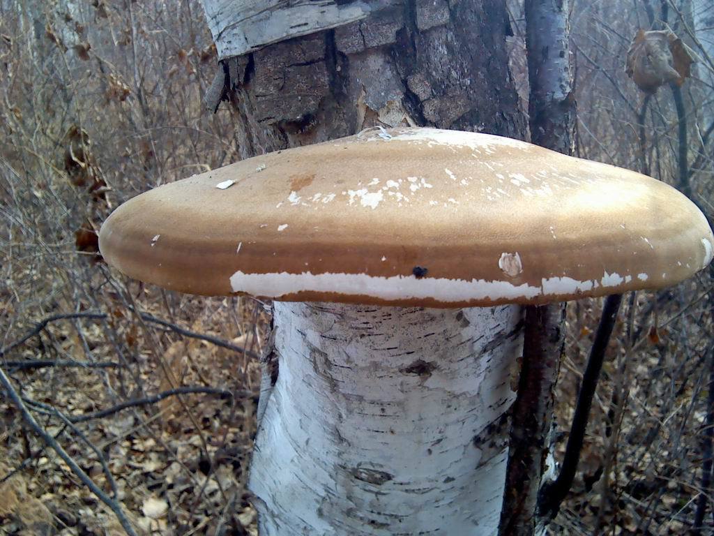 桦剥管菌,桦树上的药用真菌