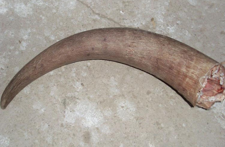 形状牦牛角材质否是否进口0000货号鑫陇产品编号其他品牌旺旺联系立即