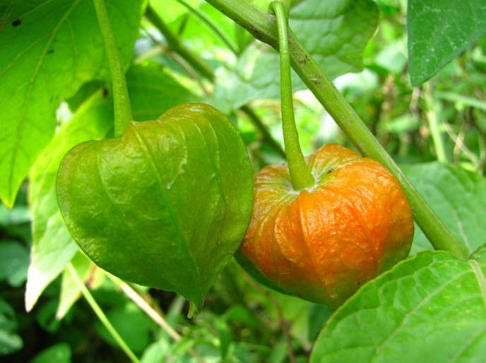 蔬果种子 野生红皮山菇娘种子 红菇娘 酸浆 灯笼果 红姑娘 2g/包