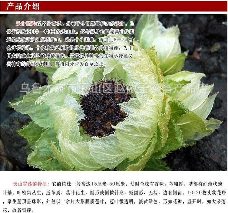 新疆雪莲礼盒 天山雪莲花野生 正品批发富贵 泡酒中药材量大从优