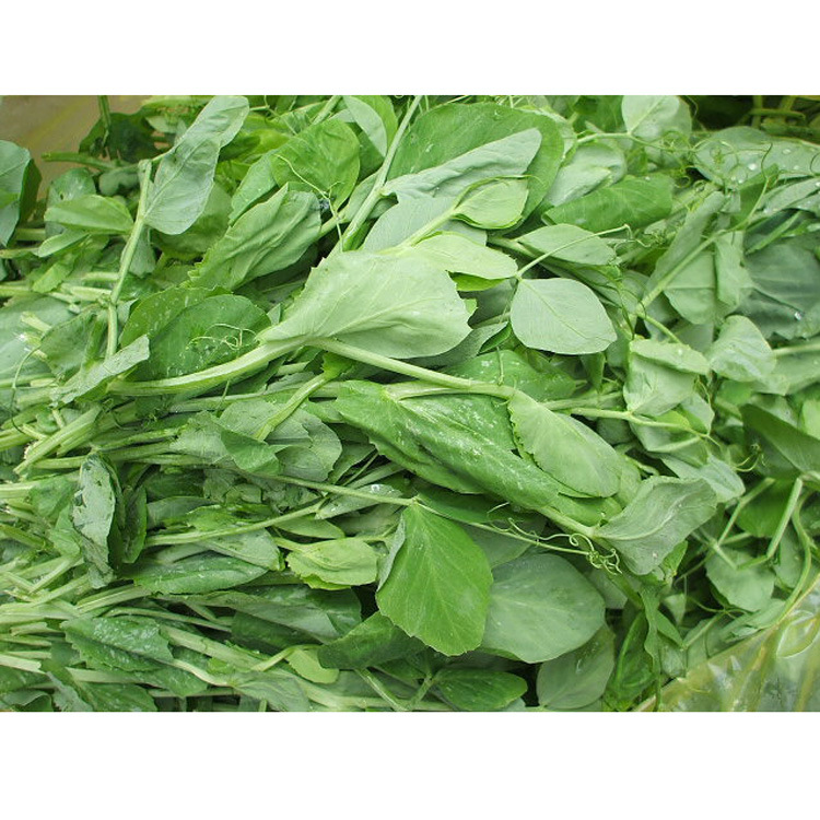 厂家推荐优质绿色安全蔬菜芥兰 直销批发