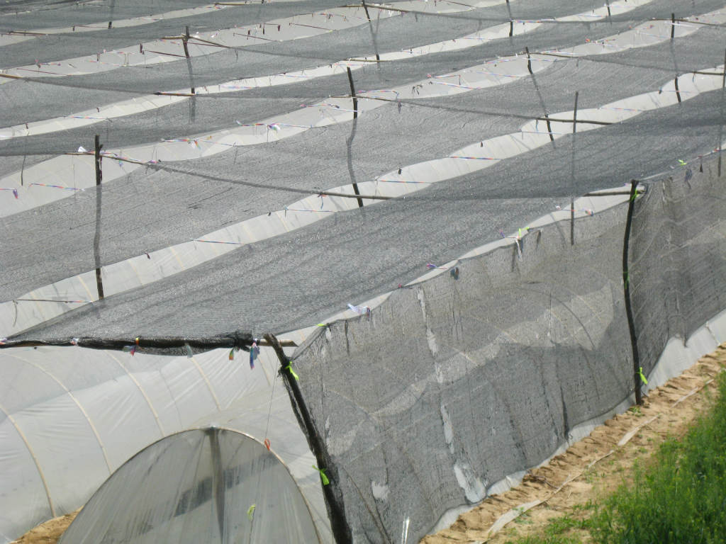 厂家直销 常年供应优质 大姜遮阳网(遮光网)