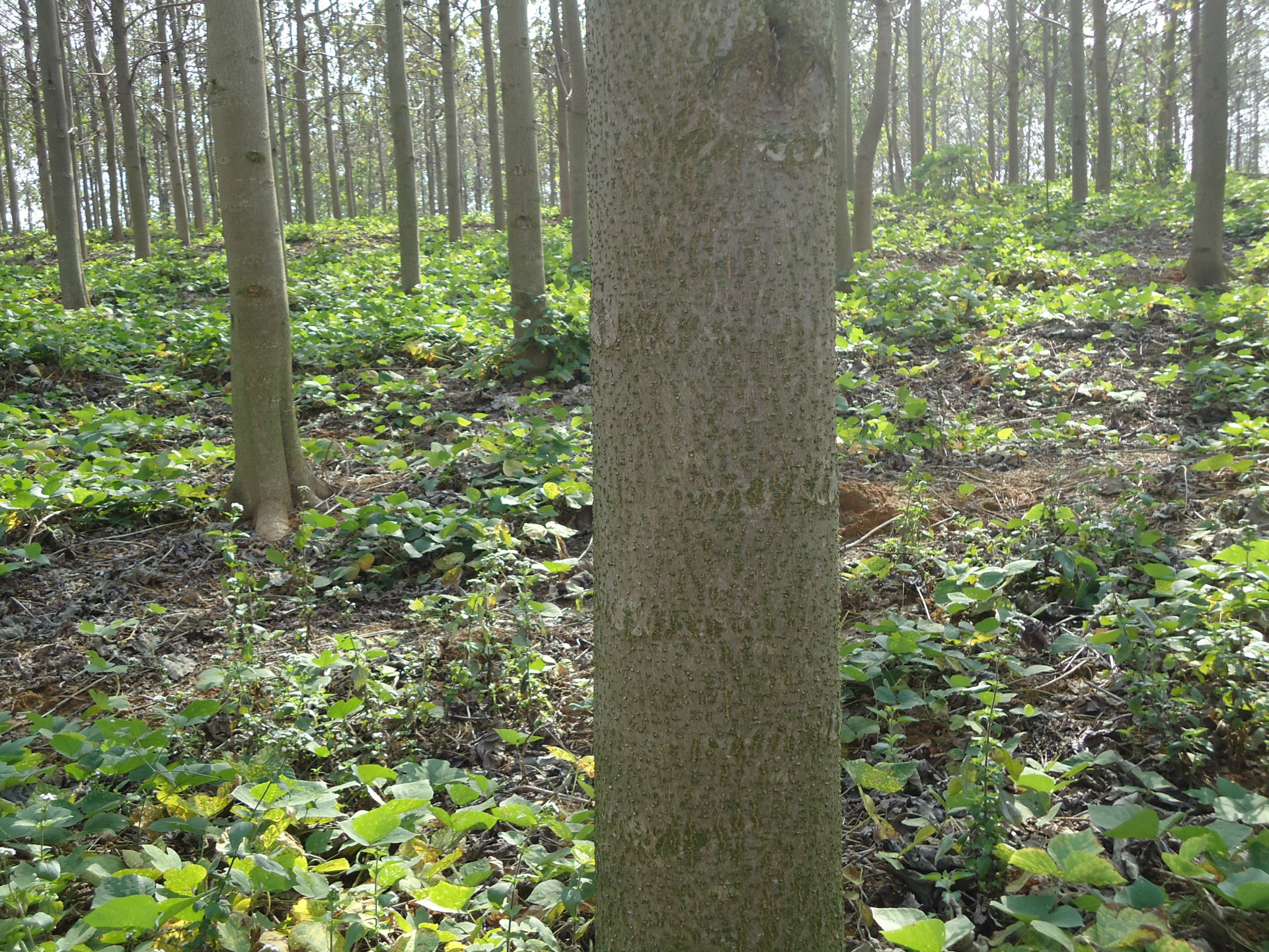 泡桐树泡桐树泡桐树泡桐树泡桐树泡桐树泡桐树泡桐树泡桐树