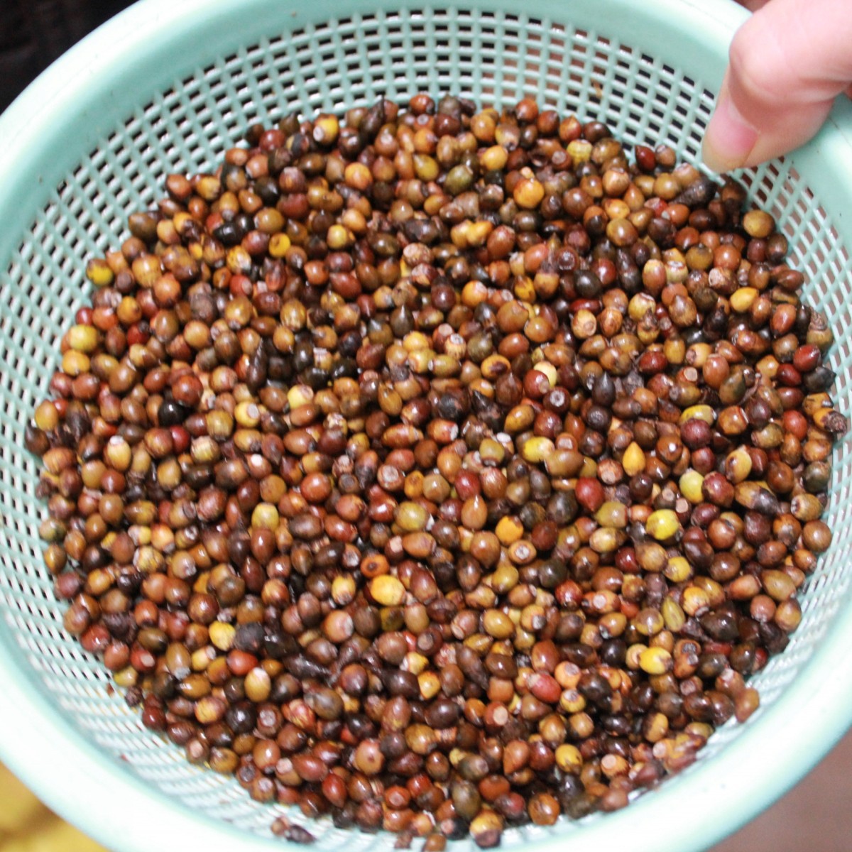 种子批发红豆杉种子 沙藏红豆杉种子 净化空气 防癌抗癌