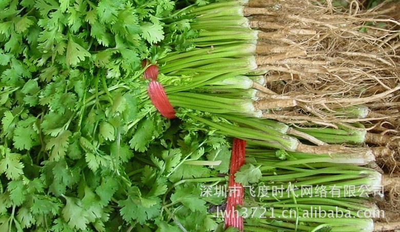 我要发芽 蔬菜种子 四季香菜 芜荽 胡菜 香