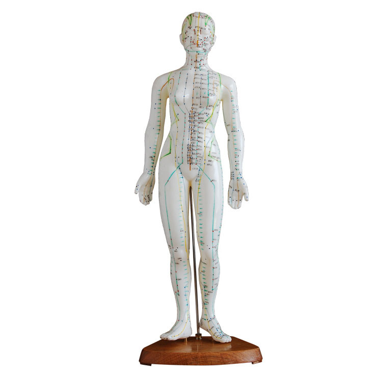 48cm人体针灸穴位模型女性