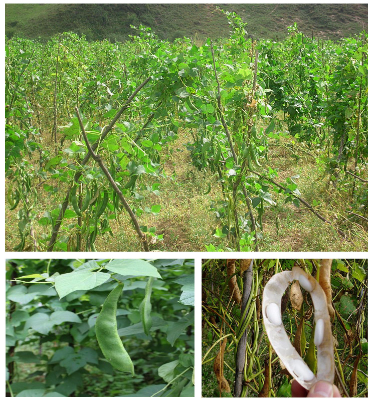 五谷杂粮养生白芸豆 农家特产白豆白云豆多花菜豆大白豆粗粮批发