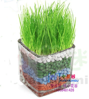 地摊货源情思草种子草娃娃陶碳球系列种子办公室园艺植栽