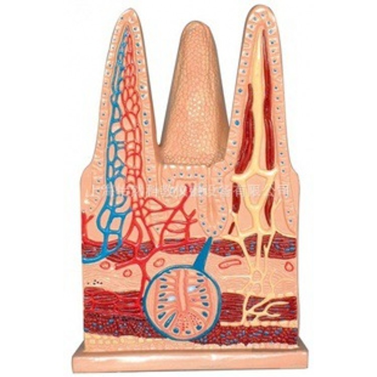 肠绒毛组织模型医学模型-阿里巴巴