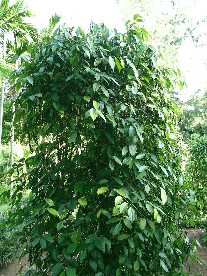 食品配料 提取物 黑胡椒油树脂/黑胡椒提取物供应商 > 黑胡椒提取物