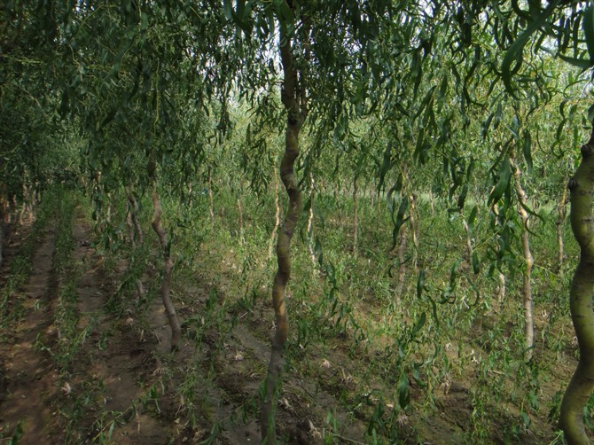 开原苗圃长期供应龙须柳 变色龙须柳 规格齐全价格合理