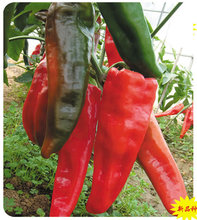 辣椒种子价格_今日最新辣椒种子价格行情走势