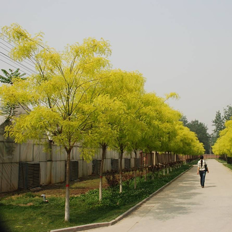 绿化苗木 金叶国槐 金枝国槐 城市绿化风景树绿化及公