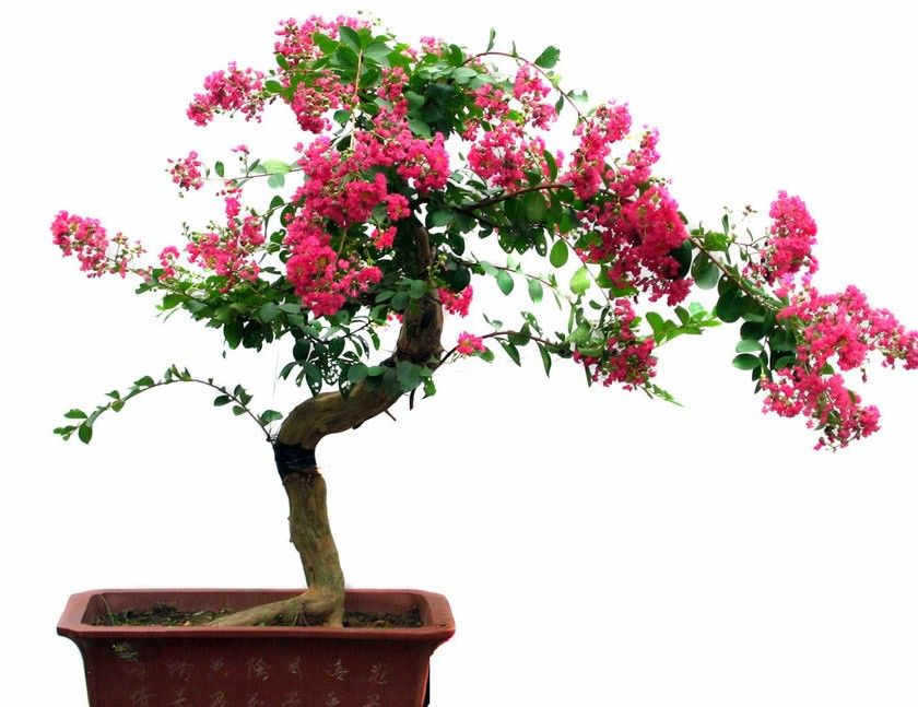 红花紫薇红叶紫薇百日红绿化苗木1公分紫薇盆景