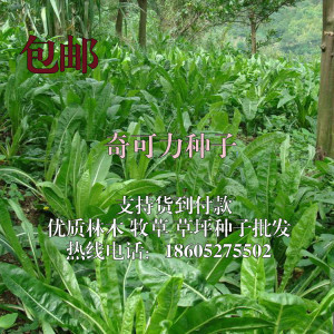 厂家供应 进口优质 高蛋白多年生奇可利牧草种子 75元一斤