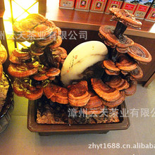 黄杨盆景_珍稀树木黄杨树黄杨盆景收藏价值高