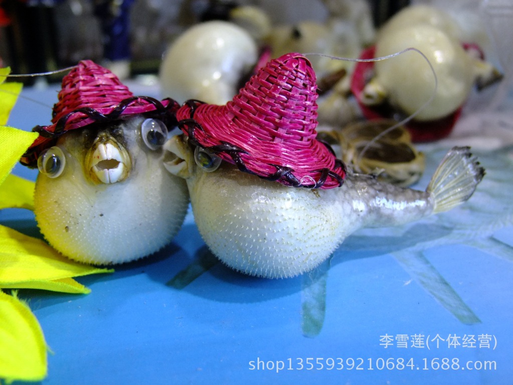 8-10厘米气鼓鱼工艺品海洋装饰品 天然贝壳工艺品批发