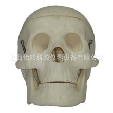 小型头骨模型骷髅头人骨模型 YR-106R