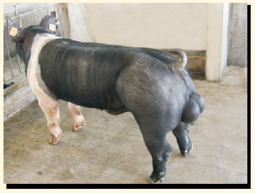 出售汉普夏种猪15050992391