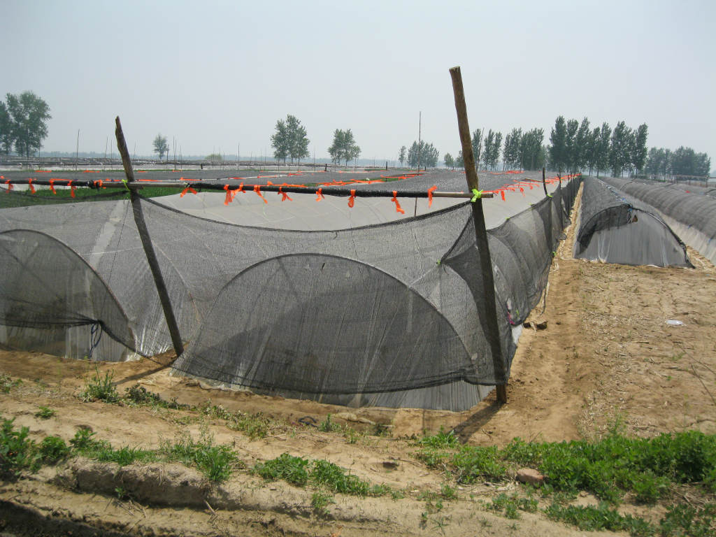 4米宽遮阳网新料大姜遮阳网