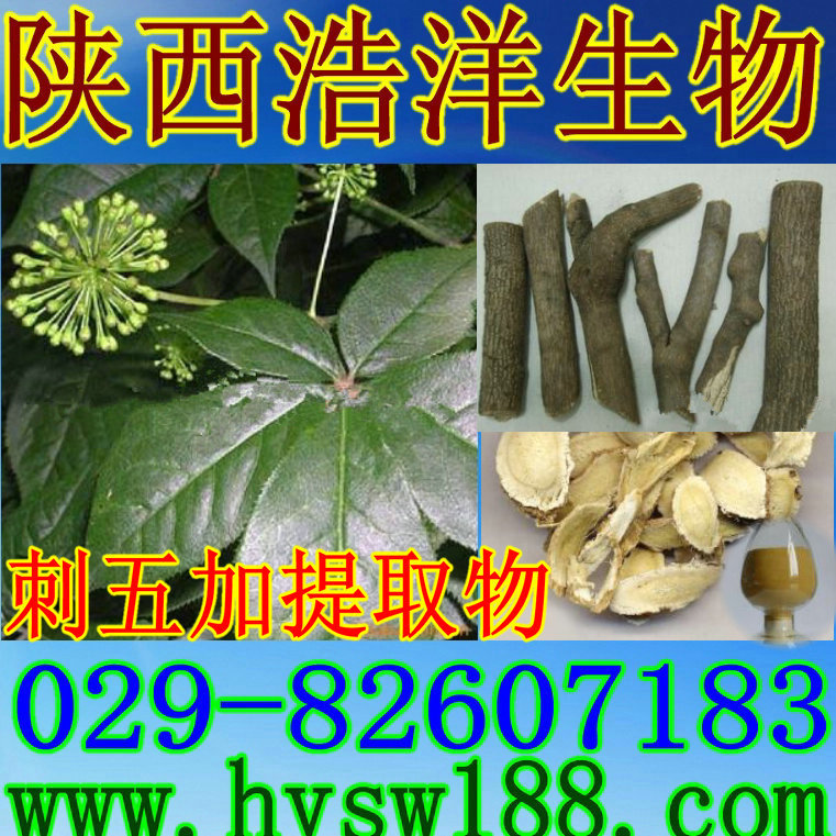 刺五加
