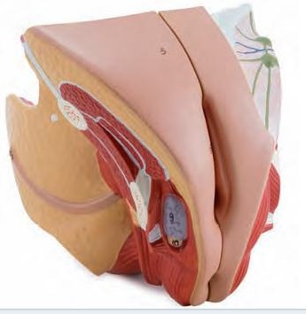 女性生殖模型 人体解剖模型 生殖解剖模型 上海津堰