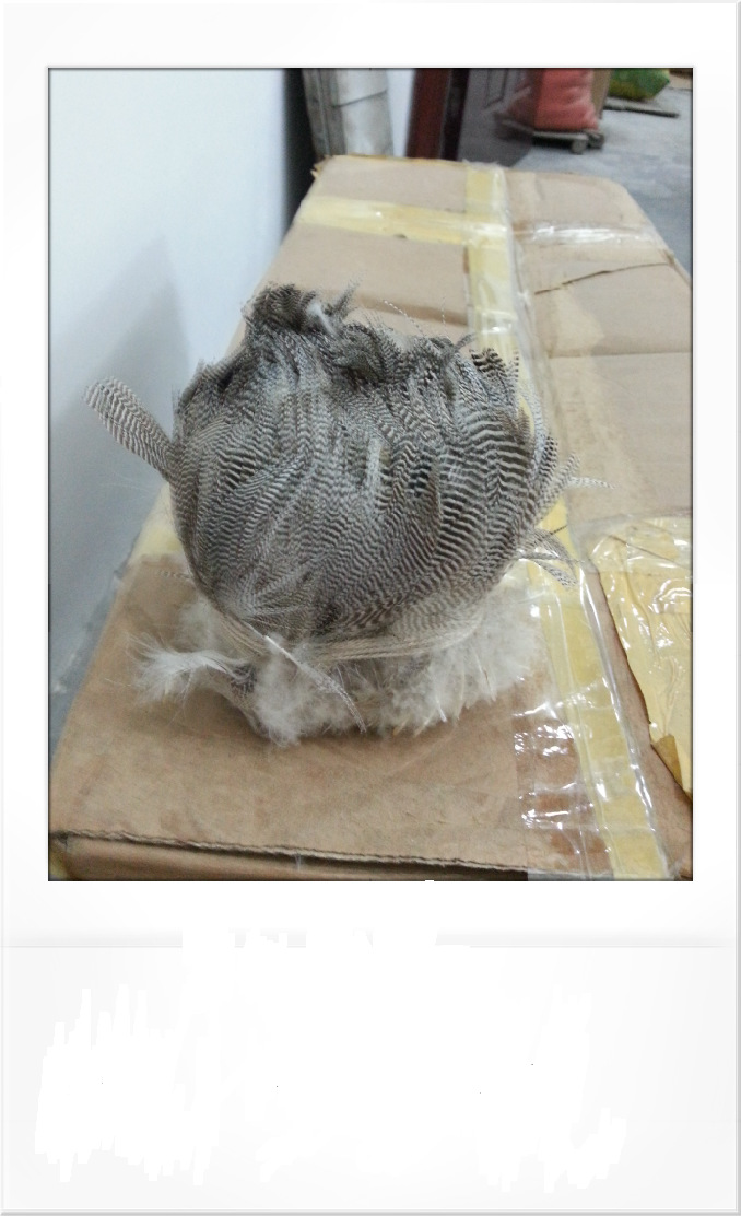 供应羽毛本色水鸭毛