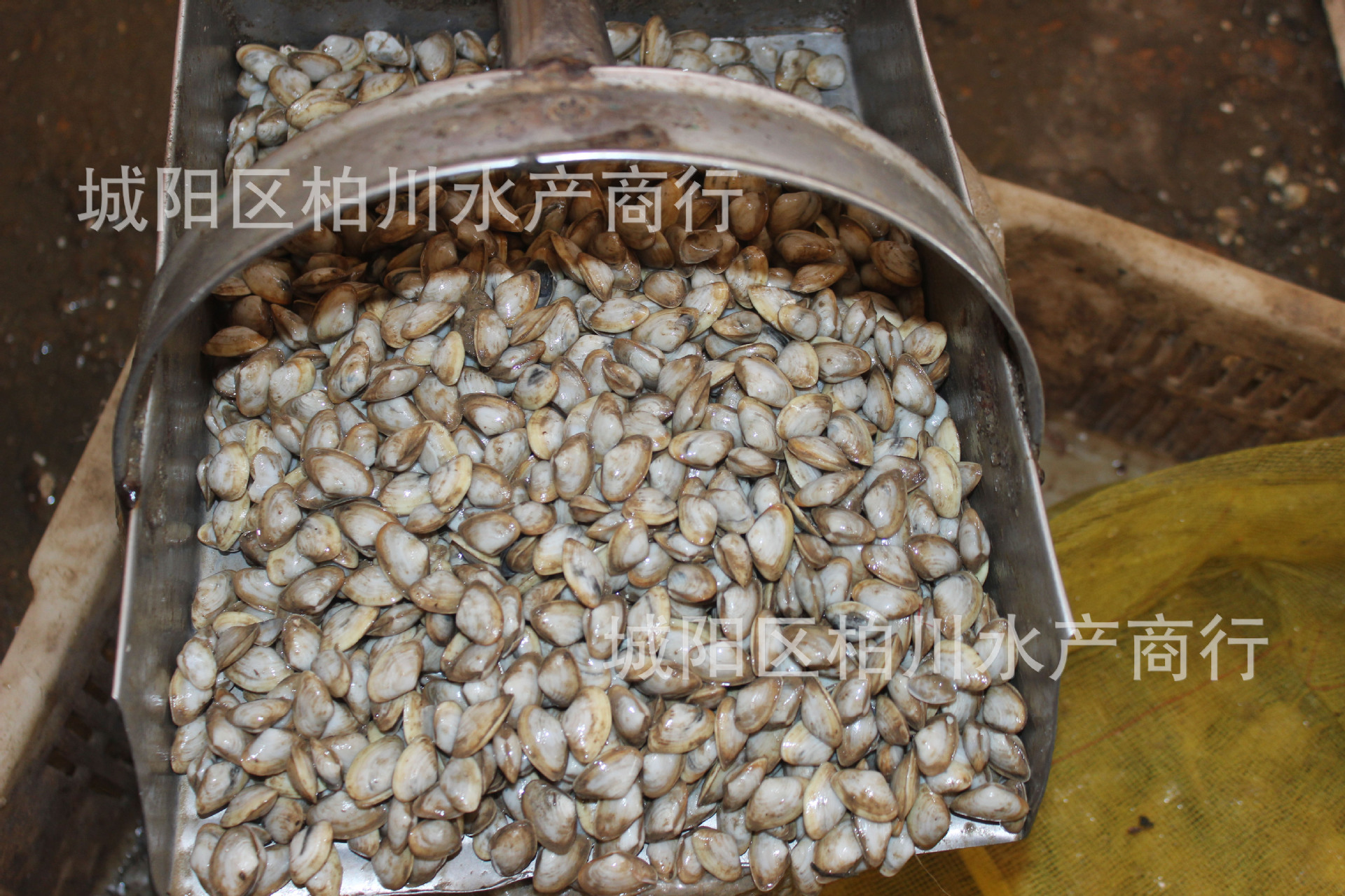 大量鲜活海沙子,白海瓜子,海鲜贝类水产品