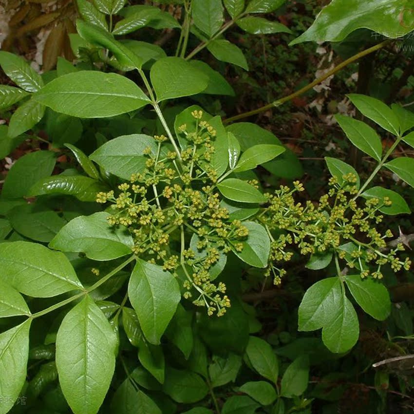 供应优质大茴香八角卤料八角调味八角