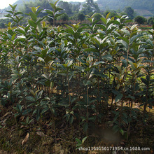 批发桂花苗 湖南桂花基地金桂红花丹桂小苗各种规格 价格低