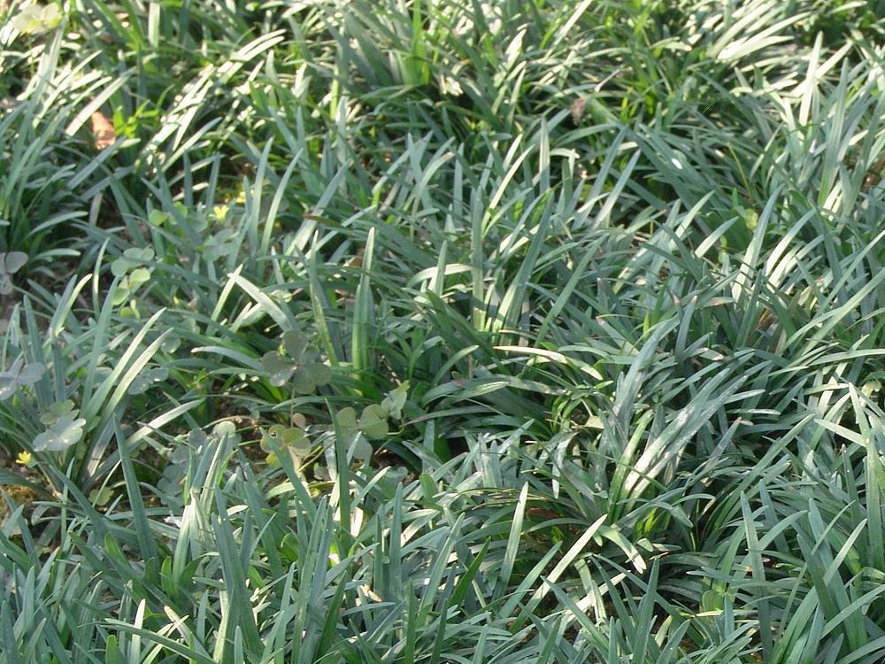 长麦冬草金叶麦冬草四季常绿耐寒庭院绿化沿边植物别墅日本麦冬