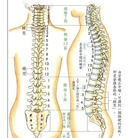 人体骨骼模型胸椎模型腰椎模型