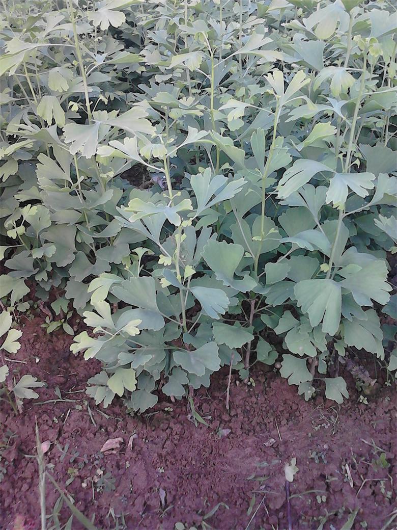 湖北苗木产地批发银杏树苗 银杏小苗 白果树小苗价格《包速递》