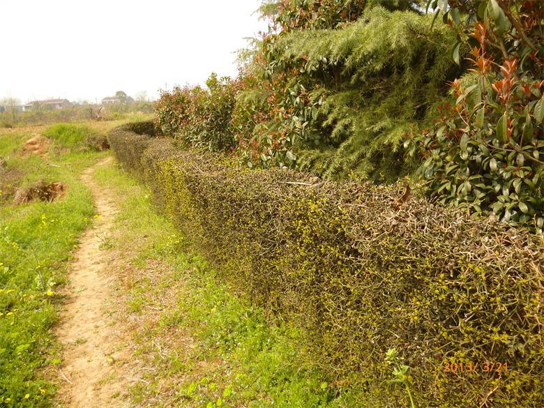 篱笆墙枸橘苗带刺苗木枳壳苗枸橘刺枳壳苗供应湖北铁篱寨苗围墙用