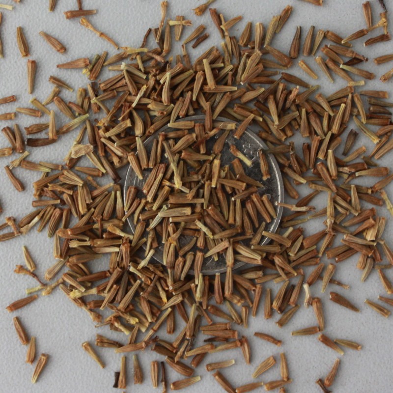 种子批发除虫菊种子 古怪草种子驱蚊草种子