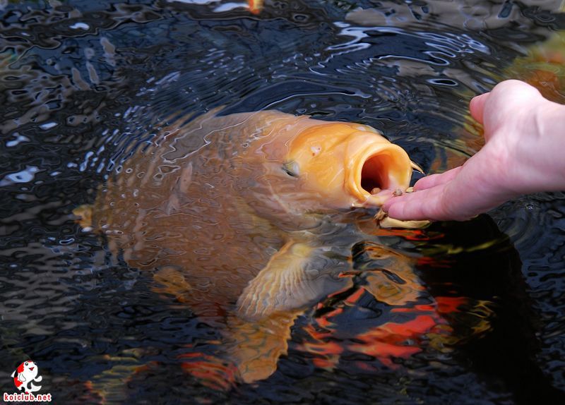 吃奶鱼/奶瓶喂鱼/奶嘴鱼免费加盟/全国发货/喂奶鱼包活/不吃包退