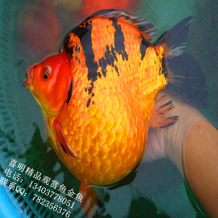 渔场大金鱼