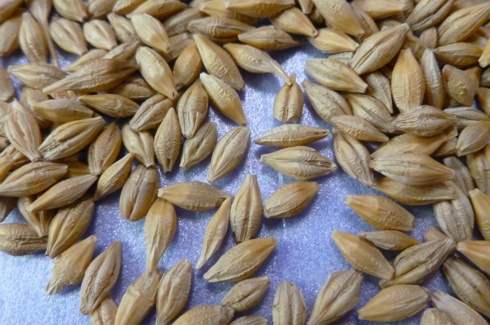 供应皮燕麦 马饲料 宠物饲料 动物性饲料 饲料 animal feed