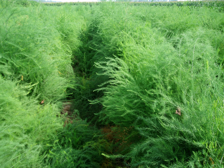 蔬菜苗芦笋苗子大田种芦笋种植方法