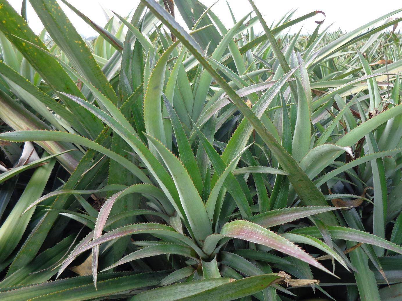 [凤梨苗](地菠萝苗)[热带水果][盆景 绿化] 台农十七号 金钻 进口