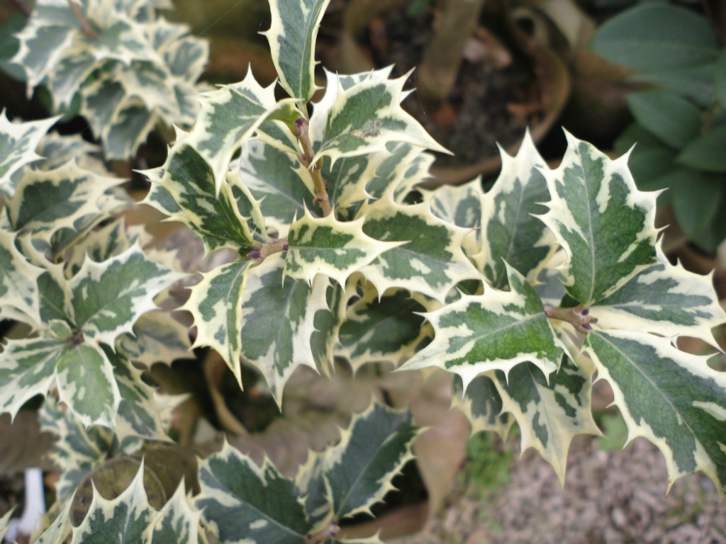 福建盆栽桂花 金边彩叶刺桂 20-40公分高 多分枝福建产地发货