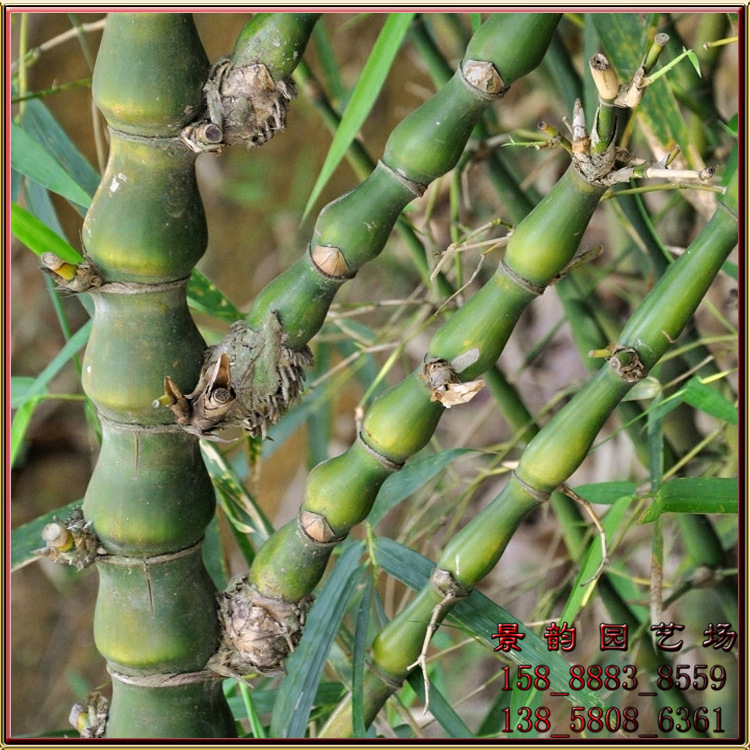 批发供应罗汉竹,别称:佛肚竹,佛竹,密节竹,大肚