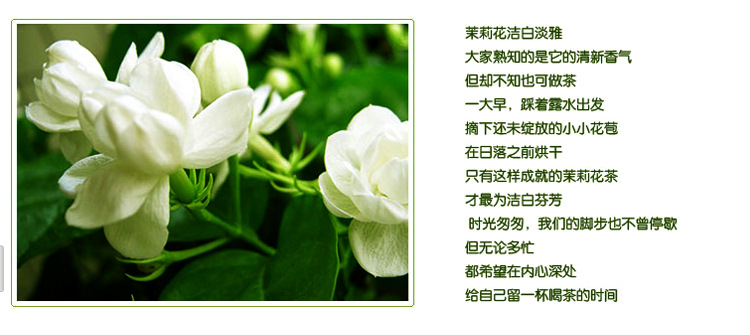 茉莉花茶 花草茶 特级茉莉花蕾 支持定制 量大从优